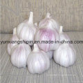 2016 New Crop Frischer Knoblauch aus China (Top-Qualität)